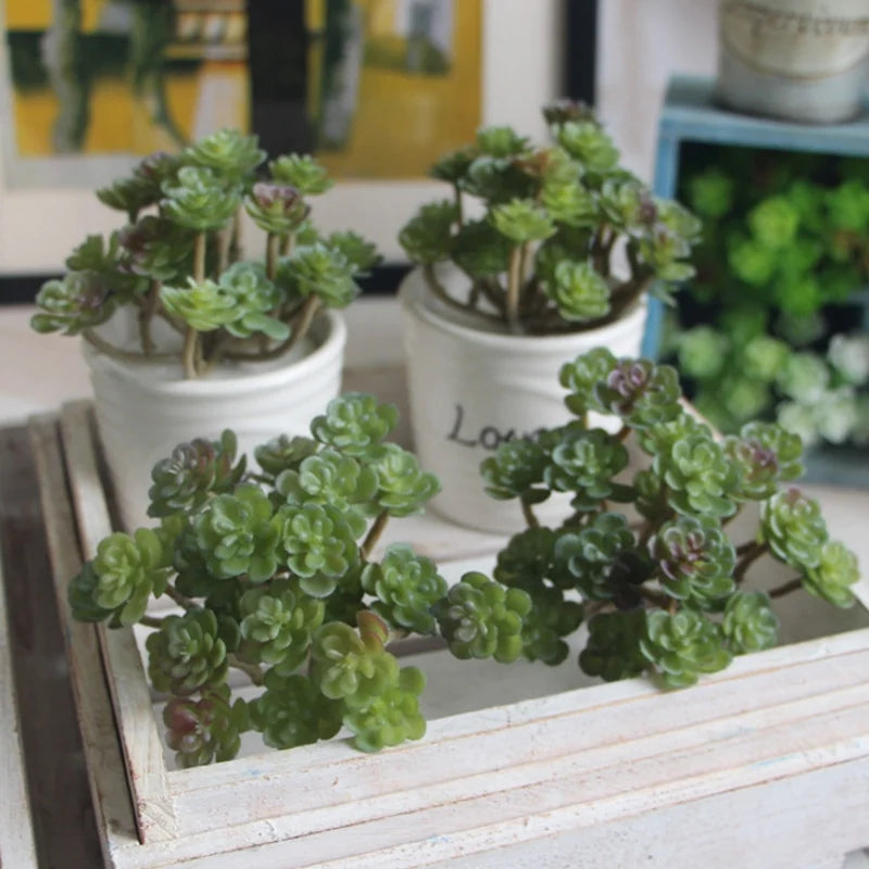 1 PCS Mini cactus bonsai landscape