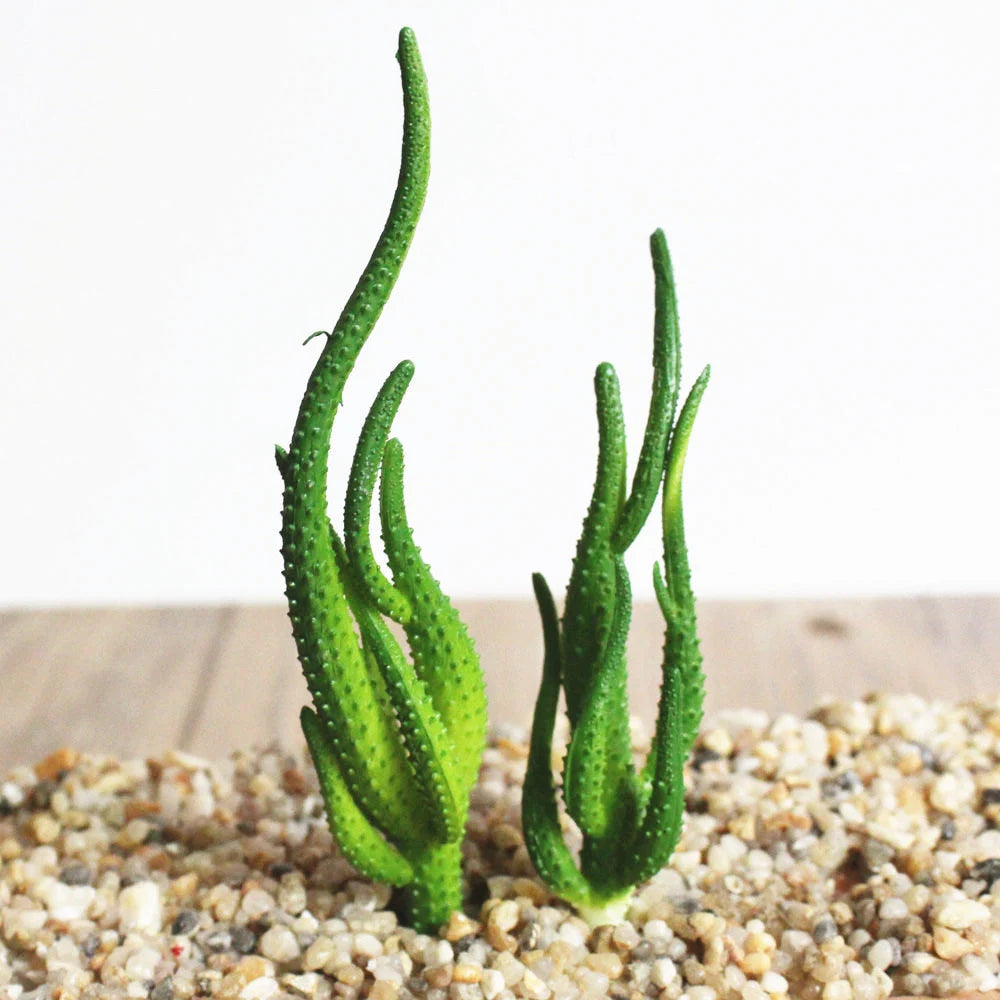 Artificial Succulent PVC Mini Grass