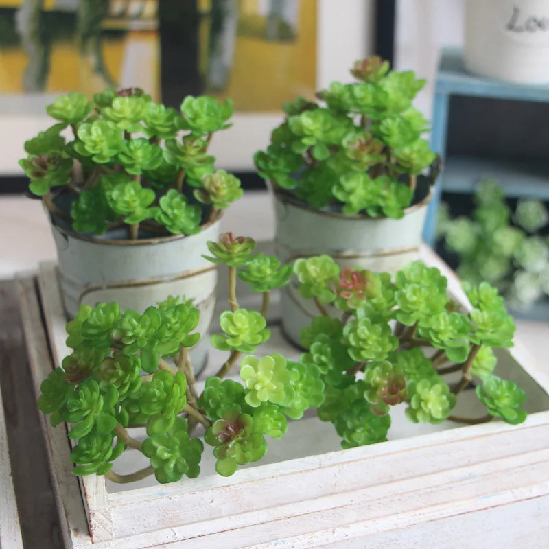 1 PCS Mini cactus bonsai landscape
